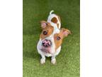 Adopt Monkey D Luffy a Pit Bull Terrier