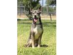 Adopt Shadow a Husky, Shepherd