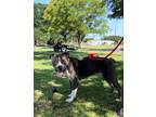 Adopt Pickles a Pit Bull Terrier