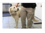 Adopt Buddy a Great Pyrenees