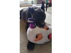 Adopt Tiger a Pit Bull Terrier