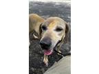 Adopt Duke a Black Mouth Cur