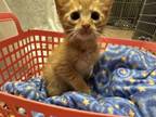 Adopt Crouton a Domestic Medium Hair, Domestic Short Hair