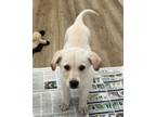 Adopt Johnny Jell-O a Great Pyrenees, Husky
