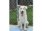Adopt Harrison a German Shepherd Dog, Labrador Retriever