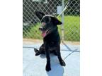 Adopt Lennon a German Shepherd Dog, Labrador Retriever