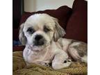 Adopt Willie a Shih Tzu