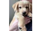 Adopt Pickles - PENDING a Dachshund, Mixed Breed