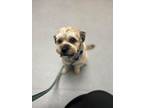 Adopt Auggie a Shih Tzu, Mixed Breed