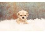 Adopt Michael Phelps - PENDING a Pug, Mixed Breed