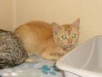 Adopt Izzy a Domestic Short Hair