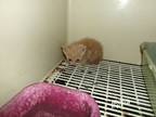 Adopt Burt a Domestic Short Hair