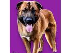 Adopt Max a German Shepherd Dog, Golden Retriever
