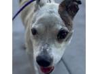 Adopt Stevie a Pit Bull Terrier