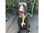 Adopt Cake a Border Collie, Mixed Breed