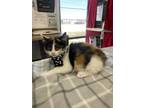 Adopt Savannah a Calico