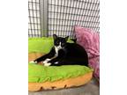 Adopt Panther a American Shorthair, Manx