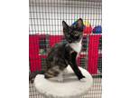 Adopt Safrina a Calico