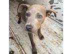 Adopt Angel a American Staffordshire Terrier