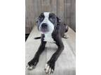 Adopt Shiloh a Pit Bull Terrier, Mixed Breed