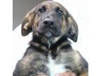 Adopt Henna_1 a German Shepherd Dog, Shepherd