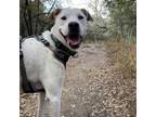 Adopt NILLA WAFER a Border Collie, Mixed Breed