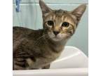 Adopt Frances a Domestic Short Hair