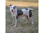 Adopt Squiggle a American Staffordshire Terrier