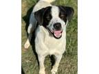 Adopt Layla a Australian Shepherd, Mixed Breed