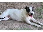 Adopt Athena a Pit Bull Terrier