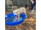 Adopt Lovebird a Labrador Retriever