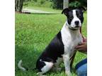 Adopt Sully 40045 a Boxer, Pit Bull Terrier