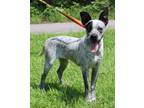 Adopt Shiloh 40152 a Australian Cattle Dog / Blue Heeler