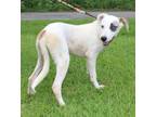 Adopt Patches 40139 a Feist