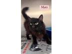 Adopt MATI a Domestic Medium Hair