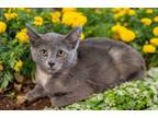 Adopt COMMA a Domestic Short Hair