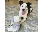 Adopt Lydia a Border Collie