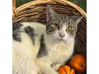 Adopt Rachel a Domestic Short Hair