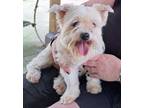 Adopt Precious a Poodle, Pomeranian