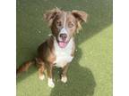 Adopt Fawna a Collie, Retriever