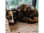 Adopt Pearl a Domestic Short Hair