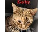 Adopt Kathy a Domestic Short Hair