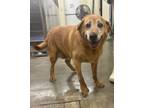 Adopt Mary a Mixed Breed