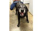 Adopt Charline a Mixed Breed