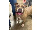 Adopt Cleo a Mixed Breed