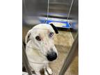 Adopt Martina a Mixed Breed