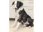 Adopt Misha a Border Collie, Labrador Retriever
