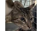 Adopt Nell a Domestic Short Hair