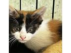 Adopt JASH-Stray-ja496 a Domestic Short Hair