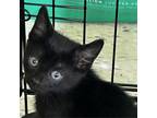 Adopt JASH-Stray-ja98 a American Shorthair